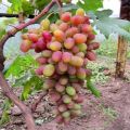 Description of the grape variety Sensation, difference from Senso and Bull's eye and the history of selection