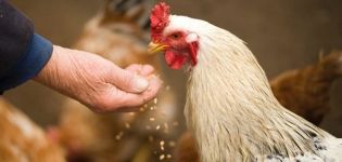 Is it possible to give oats to chickens, germination rules and how to introduce it into the diet
