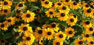 Mô tả và đặc điểm của 35 giống và loài rudbeckia