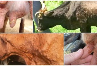 Cowpox semptomları ve teşhisi, sığır tedavisi ve önlenmesi