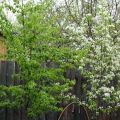 Årsaker til at en pære kanskje ikke bærer frukt og hva de skal gjøre, hvordan du får den til å blomstre