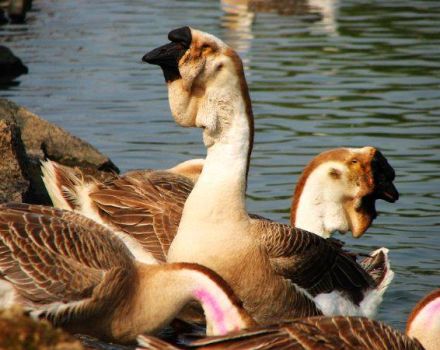 Description and characteristics of African geese, breeding rules
