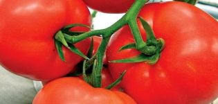 Description de la tomate Kohava et caractéristiques de la variété