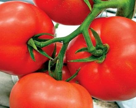 Опис рајчице Кохава и карактеристике сорте