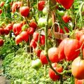 Характеристики и описание на сорта домат Чудо на земята, неговия добив и отглеждане