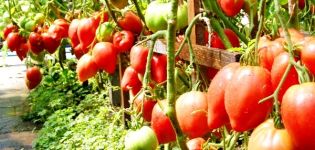 Characteristics and description of the tomato variety Miracle of the earth, its yield and cultivation