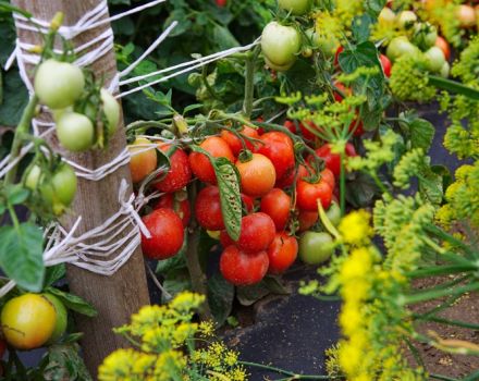 Eigenschaften und Beschreibung der Tomatensorte Dubrava, deren Ertrag