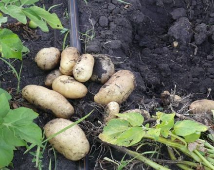 Описание на сорта картофи Импала, особености на отглеждането и грижите