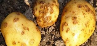 Beschreibung und Behandlung von Kartoffelschorf (Rhizoctonia), moderne Bekämpfungsmaßnahmen