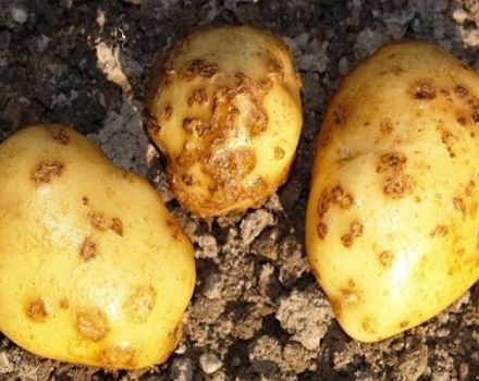Beschreibung und Behandlung von Kartoffelschorf (Rhizoctonia), moderne Bekämpfungsmaßnahmen