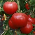 Описание на сорта домат Strega, неговите характеристики и производителност