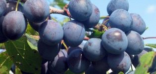16 receitas para cozinhar deliciosas ameixas para o inverno