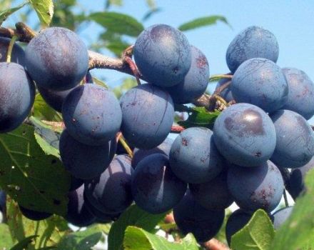 16 công thức nấu món mận ngon cho mùa đông