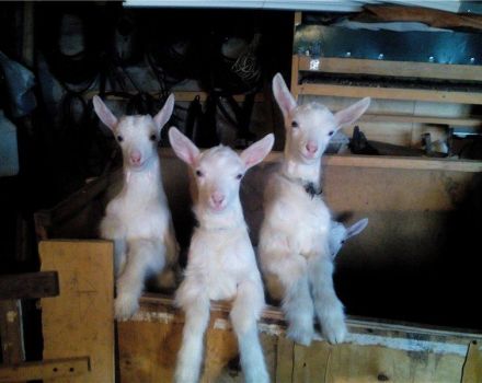 Quando ea che età le corna iniziano a crescere nei bambini, come appaiono