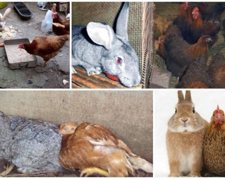 Ar triušius ir viščiukus galima laikyti tame pačiame kambaryje, už ir prieš