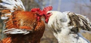 Шта урадити ако пилићи кљуцају једни друге у крви, узроцима и лечењу канибализма