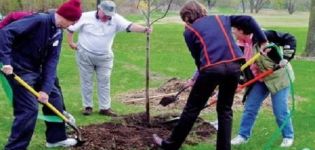 Wie man einen jungen und erwachsenen Apfelbaum im Frühling, Sommer und Herbst während der Reifung und Fruchtbildung füttert