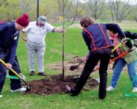 Wie man einen jungen und erwachsenen Apfelbaum im Frühling, Sommer und Herbst während der Reifung und Fruchtbildung füttert
