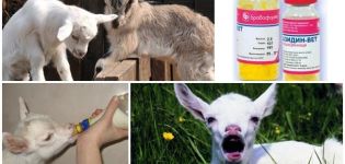 Symtom på sjukdomar hos barn och metoder för deras behandling, metoder för förebyggande