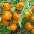 Опис перзијске бајке сорте парадајза, њене карактеристике и продуктивност