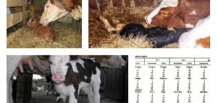 O que fazer se uma vaca parir, mas não houver leite e como tratar