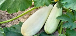 Pourquoi les courgettes poussent mal et jaunissent en plein champ, que faire, traitement