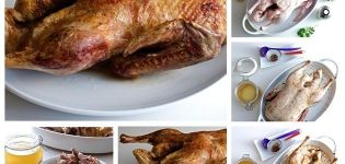 Πώς να μαρινάρετε την πάπια και τις 9 υπέροχες συνταγές