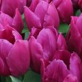 Hạt giống và các phương pháp sinh dưỡng để nhân giống hoa tulip, công nghệ và thời gian