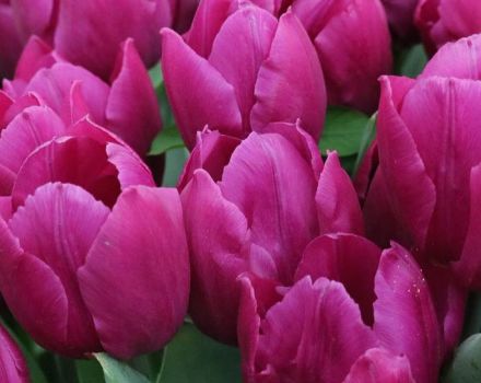 Samen- und vegetative Vermehrungsmethoden von Tulpen, Technologie und Timing