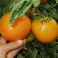 Описание на сорта домати Orange, неговите характеристики и производителност