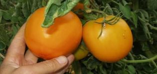 Опис сорте парадајза Наранча, његове карактеристике и продуктивност