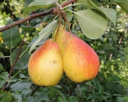 Beschreibung der besten Birnensorten für Sibirien, Pflanzen und Pflege