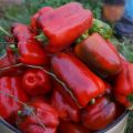 Характеристики и описание на сорта калифорнийски чудо-пипер и неговия добив