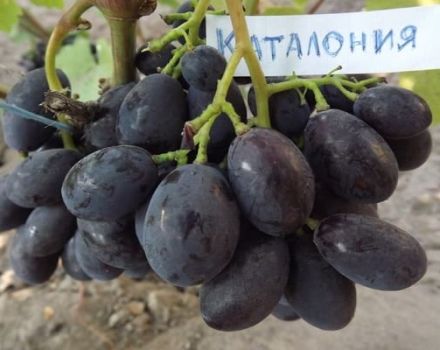 Katalonijos vynuogių veislės aprašymas ir savybės, vaisių ir auginimo taisyklės