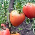 Caractéristiques et description de la variété de tomate King of London, son rendement