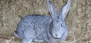 Beskrivning och egenskaper hos chinchilla kaniner, underhållsregler