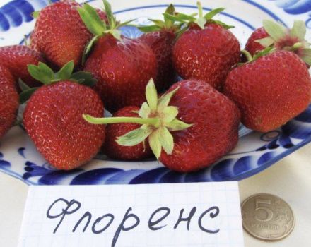 Опис и карактеристике сорте, гајење и размножавање јагода из Фирензе