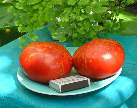 Kuvaus tomaattilajikkeesta Ilotulitus, sen ominaisuudet ja viljelyominaisuudet