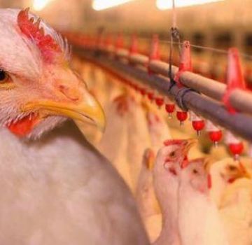 Περιγραφές των 11 καλύτερων φυλών κοτόπουλων κοτόπουλου για αναπαραγωγή στο σπίτι