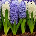 Ako pestovať hyacinty na destiláciu doma, pravidlá výberu a skladovania žiaroviek