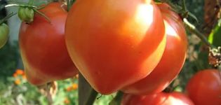 Características y descripción de la variedad de tomate rosa Abakansky, su rendimiento.
