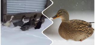 Wo Enten für den Winter fliegen und Merkmale der Migration, Gründe für die Rückkehr