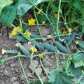 Description of the cucumber variety Carolina f1, its characteristics and yield