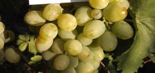 Descrição e regras para o cultivo de uvas Lancelot