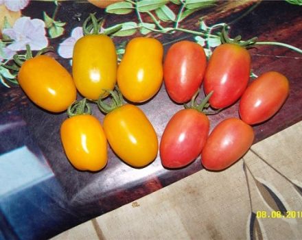 Pomidorų veislės „Honey Candy“ charakteristikos ir aprašymas