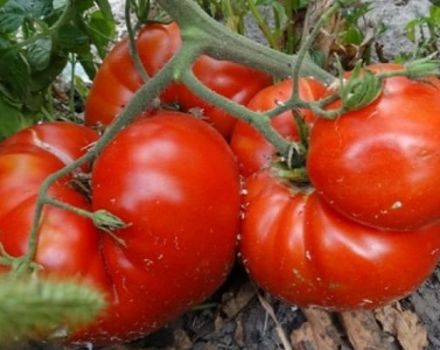 Beschreibung der Tomatensorte Hitze, Merkmale des Anbaus und Ertrag
