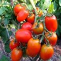 Characteristics and description of the tomato variety Hidalgo F1, its yield