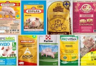 Prós e contras das pré-misturas, composição e principais produtores de suínos