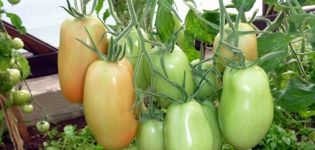 Description and characteristics of the Knyaginya tomato variety, its yield