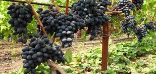 Description du raisin noir Kishmish, de la culture et des variétés